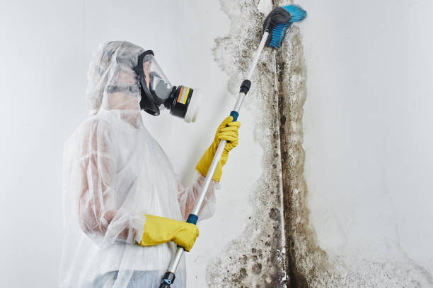 Best Black Mold Remediation in Roy, UT