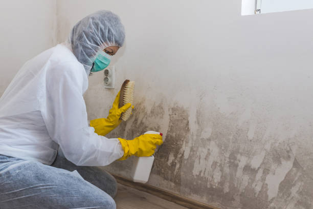 Best Bathroom Mold Remediation in Roy, UT