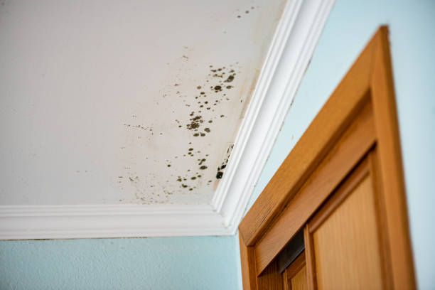Best Basement Mold Remediation in Roy, UT