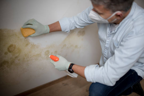 Best Emergency Mold Remediation in Roy, UT