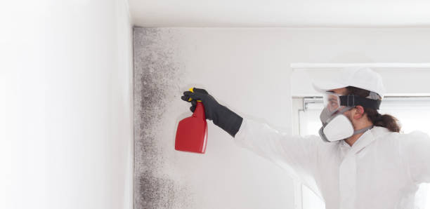 Best Residential Mold Remediation in Roy, UT