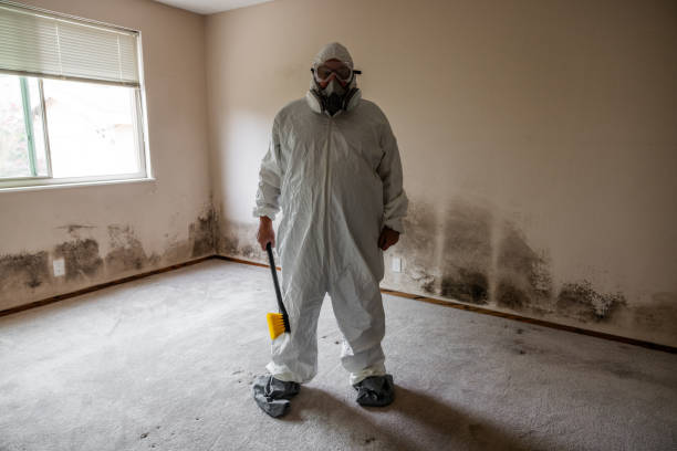 Best Commercial Mold Remediation in Roy, UT